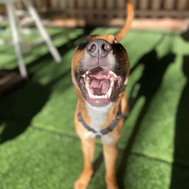 A dog at Furball Fitness
