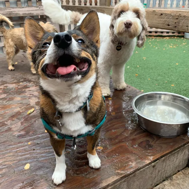 Happy dogs at Furball Fitness