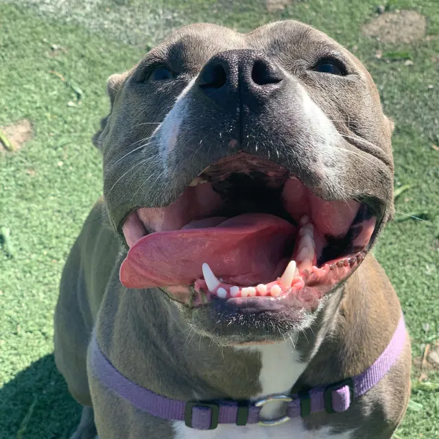 A smiling dog at Furball Fitness
